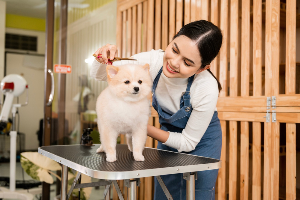 Professional dog groomer trimming a fluffy Pomeranian puppy’s fur on a grooming table at a pet grooming salon